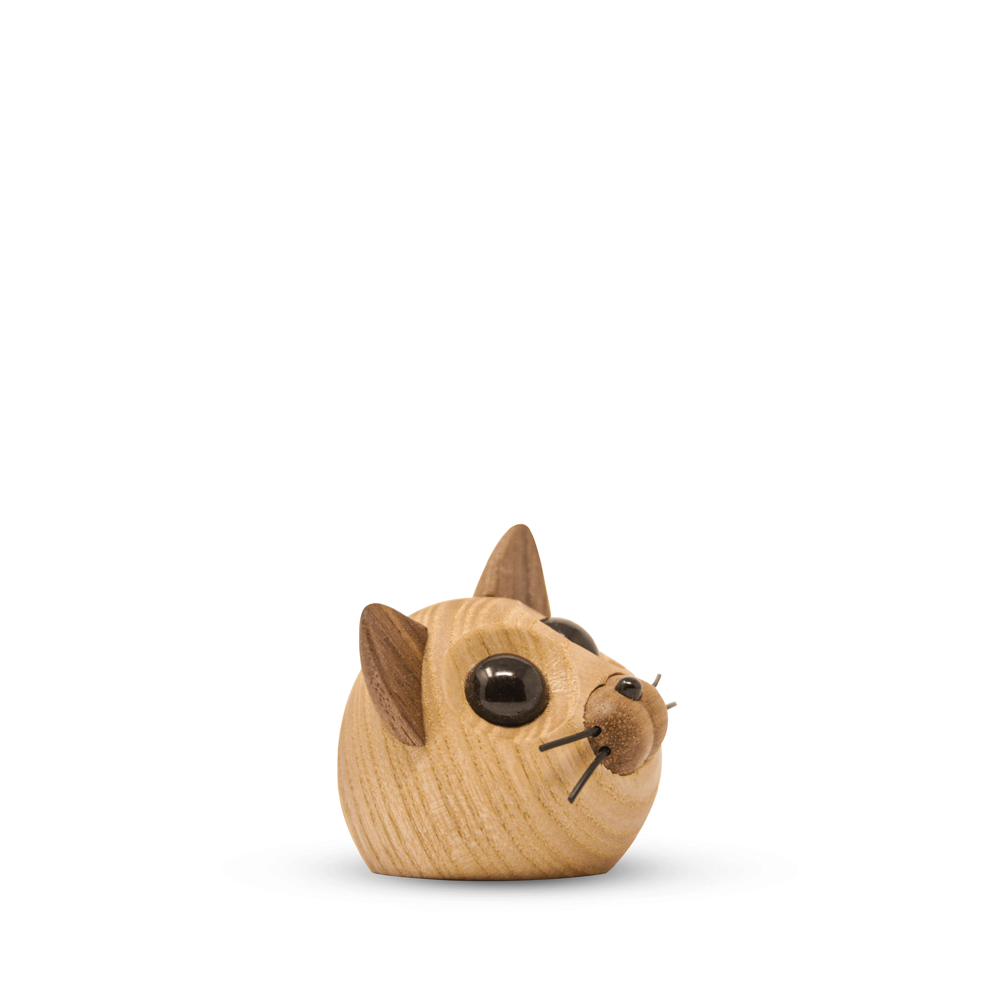 Figaro – the small kitten